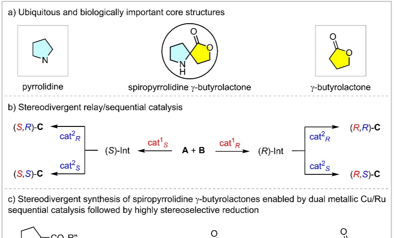<h3>王春江/董秀琴团队在双金属顺序催化取得新进展：立体发散性精准合成手性螺吡咯烷-γ-丁内酯</h3>